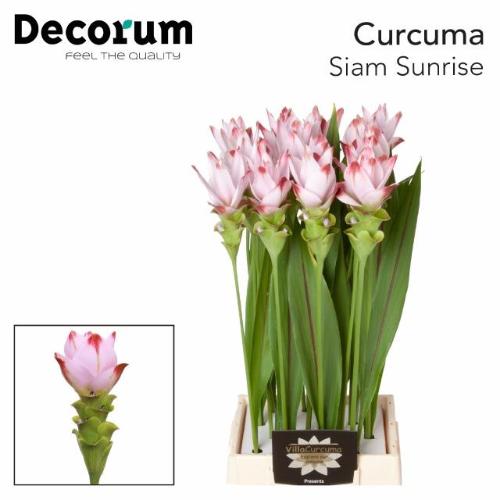 Curcuma alismatifolia Siam Sunrise