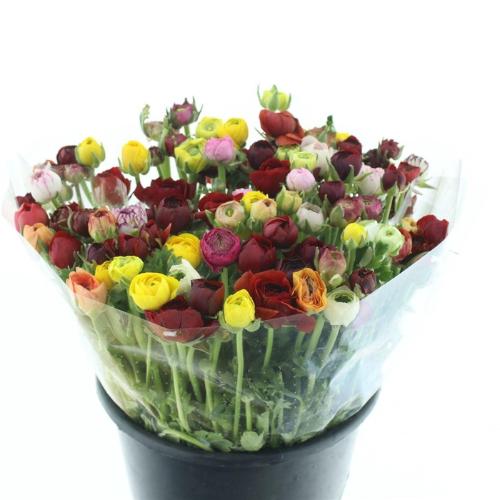 Ranunculus gemengd in bos