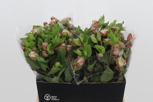 Helleborus 'Bella Belles'