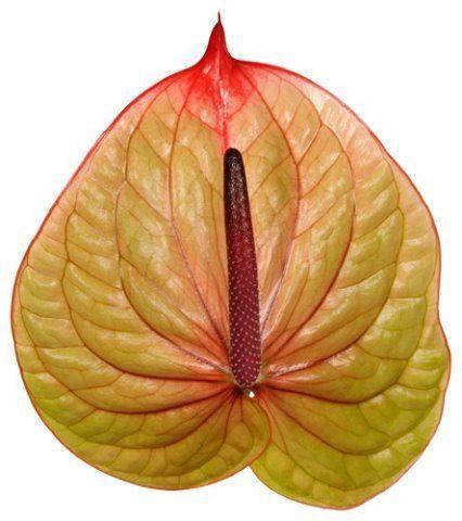 Anthurium (Andreanum Grp) Tequila
