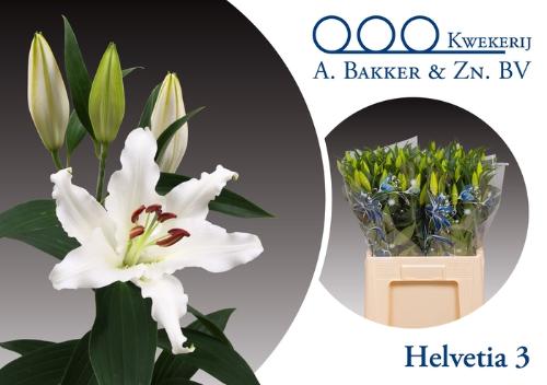 Lilium Oriental Grp 'Helvetia'