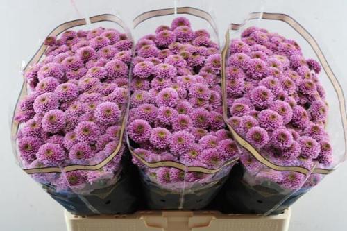 Chrysanthemum Indicum Grp tros santini Doria