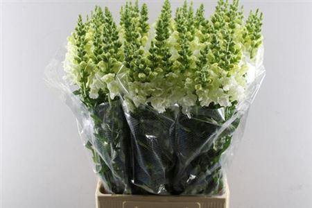 Antirrhinum majus 'Potomac Ivory White'