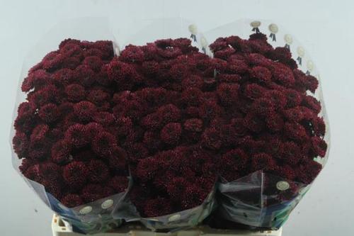 Chrysanthemum (Indicum Grp) tros santini Jinda Red