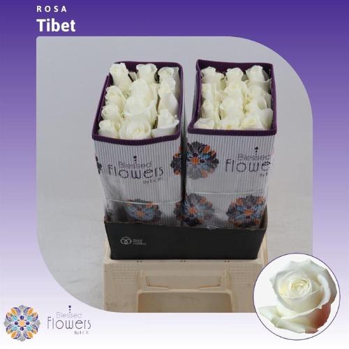 Rosa grootbloemig Tibet!