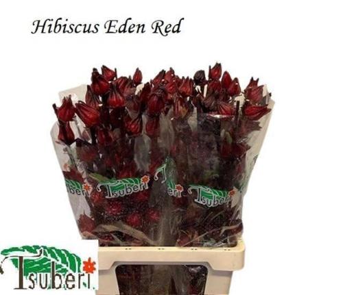 Hibiscus trionum 'Eden Red'