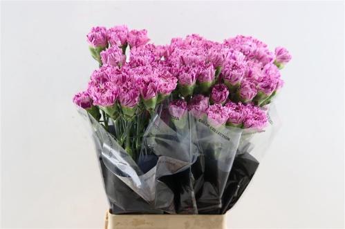Dianthus standaard Jubilee
