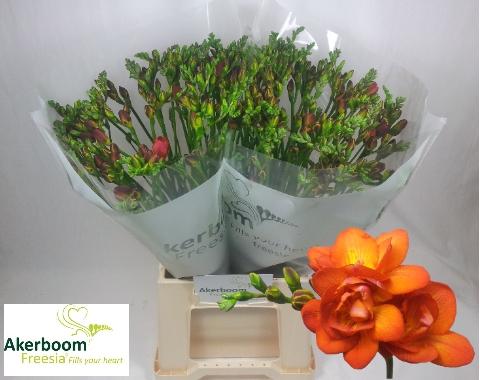 Freesia dubbelbloemig Mandarine