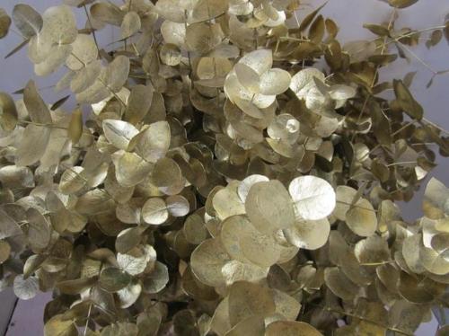 Eucalyptus cinerea kleurbehandeld per bos H%
