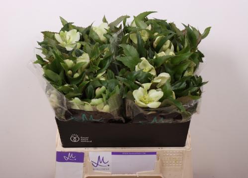 Helleborus 'Mammoth White'