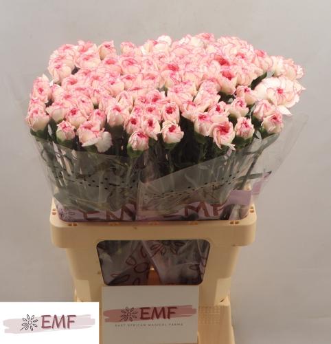 Dianthus standaard 'Pastel Damascus'