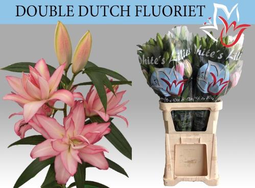Lilium (Oriental Grp) dubbel 'Double Dutch Fluoriet'