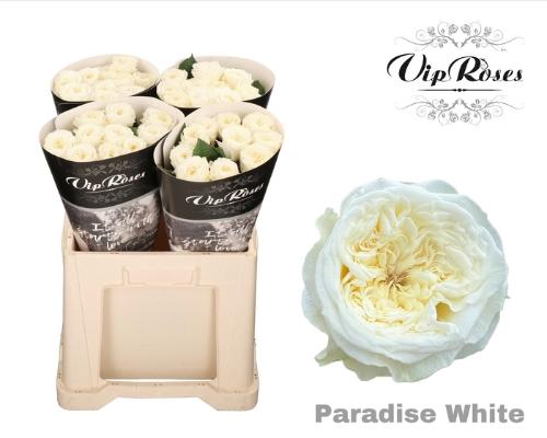 Rosa grootbloemig Paradise White