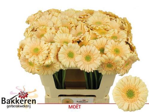 Gerbera mini 'Moët'