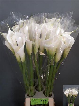 Zantedeschia aethiopica 'Avalanche'