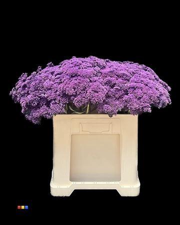 Sedum spectabile kleurbehandeld H%