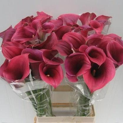 Zantedeschia 'Captain Promise'