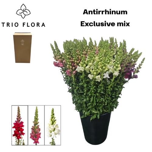 Antirrhinum majus overig