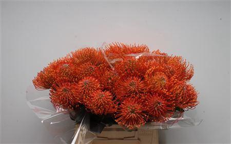 Leucospermum Ayoba Mandarin Zest