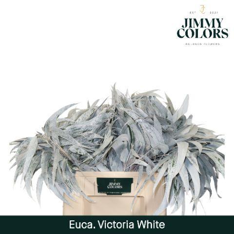 Eucalyptus globulus kleurbehandeld H%