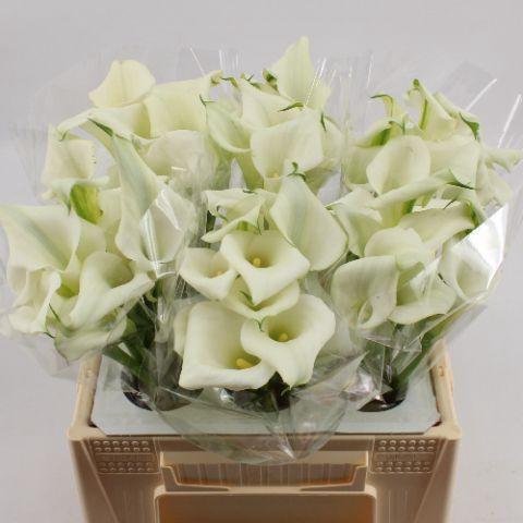 Zantedeschia 'Crystal Blush'