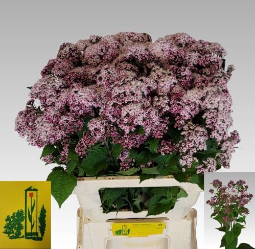 Eupatorium rugosum Lucky Pink