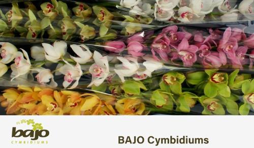 Cymbidium grootbloemig per tak gemengd