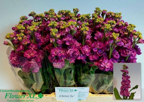 Matthiola incana Stox Deep Rose