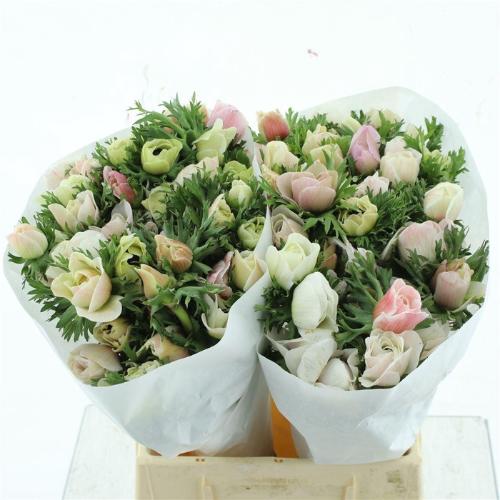 Anemone coronaria 'Mistral Plus White'