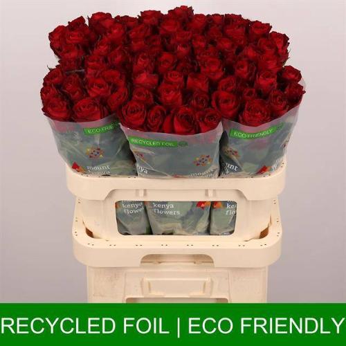 Rosa grootbloemig Madam Red