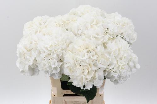 Hydrangea macrophylla Royal Princess