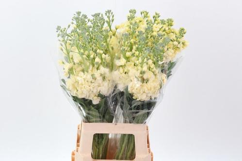 Matthiola incana Anytime Yellow