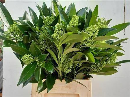 Skimmia per bos confusa 'Kew Green'