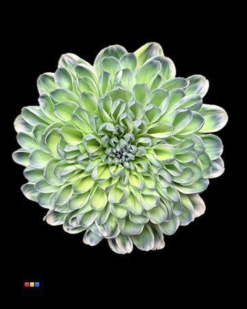 Chrysanthemum Indicum Grp tros kas kleurbehandeld H%