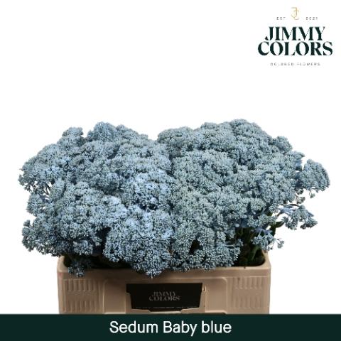 Sedum kleurbehandeld H%