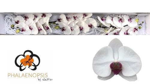 Phalaenopsis per bloem Red Lips