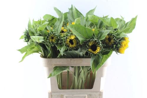 Helianthus annuus 'Sunrich Orange'