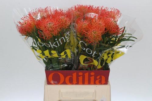 Leucospermum cordifolium 'Succession'