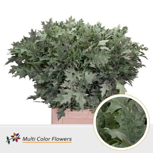 Quercus palustris kleurbehandeld H%