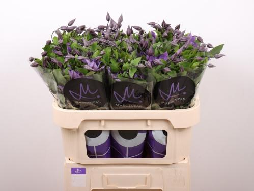 Clematis Amazing Sofia