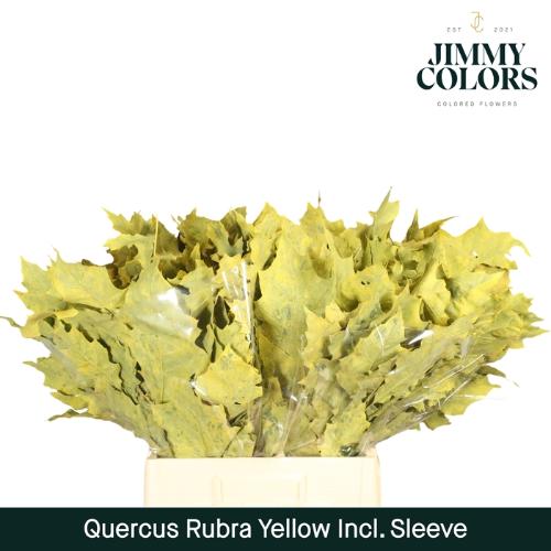 Quercus rubra kleurbehandeld H%