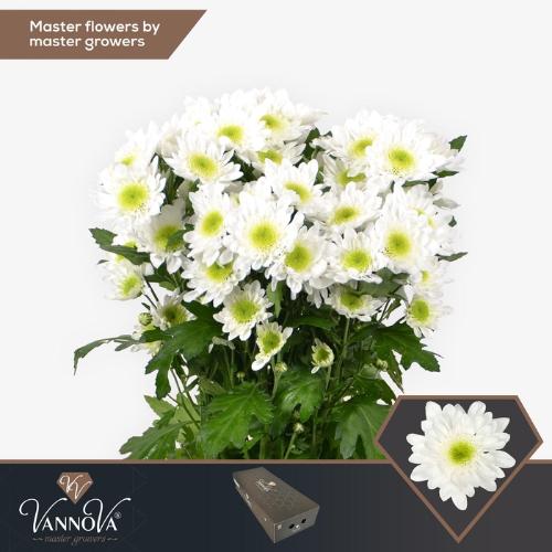 Chrysanthemum Indicum Grp tros kas Radost