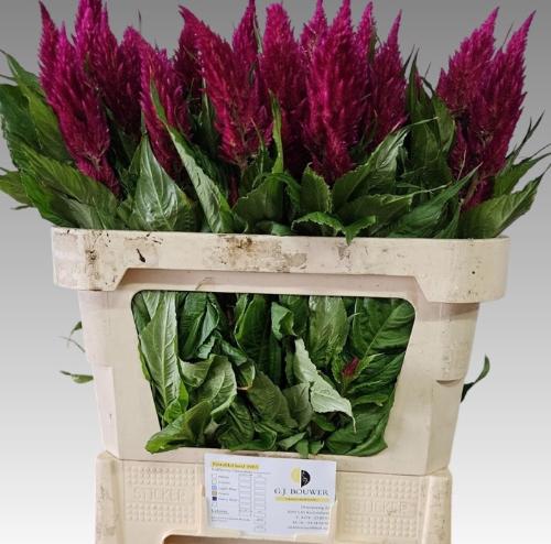 Celosia Plumosa Grp 'Century Paars'