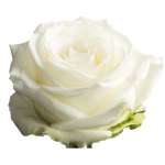 179174b4-edbb-428d-80d9-8abda913cb8b.png
