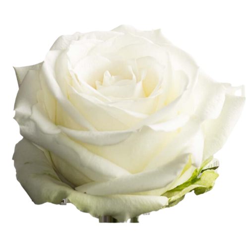 Rosa grootbloemig Avalanche Cream+