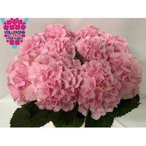 Hydrangea macrophylla 'Verena'