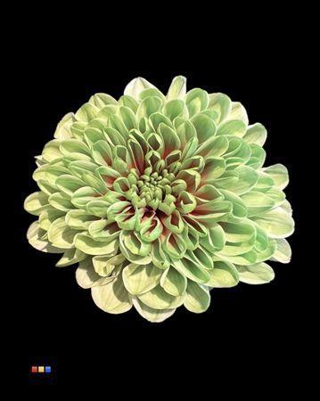 Chrysanthemum Indicum Grp tros kas kleurbehandeld H%