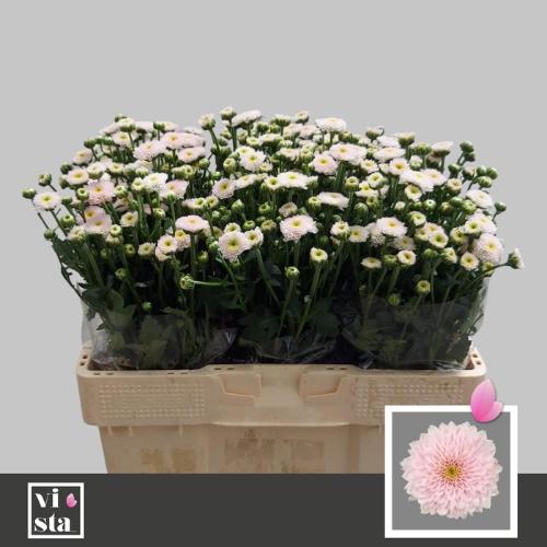 Chrysanthemum (Indicum Grp) tros santini Miller Pearl