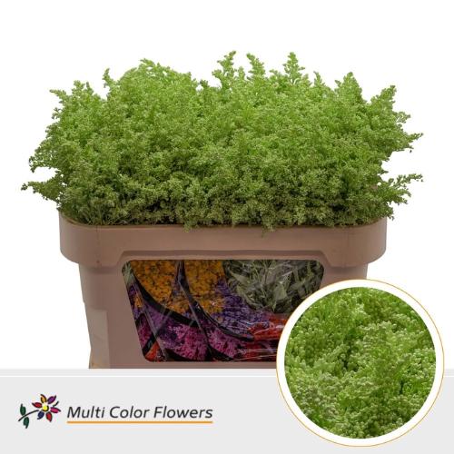 Solidago kleurbehandeld H%