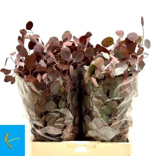 Eucalyptus polyanthemos kleurbehandeld per bos H%